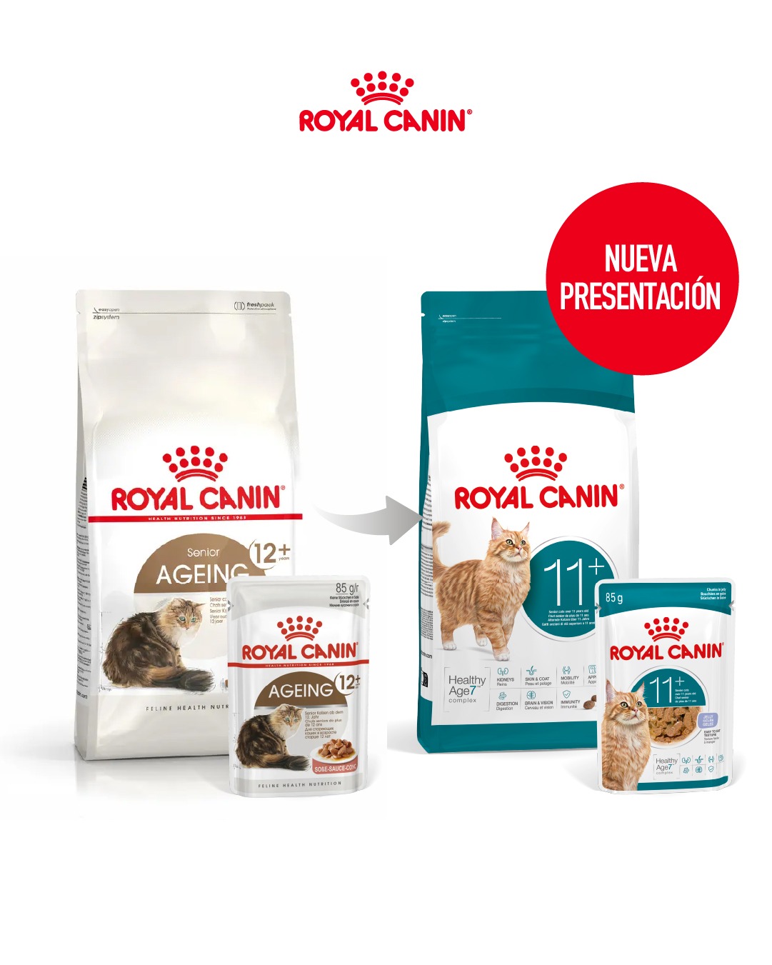 Royal canin gatos senior 11+ 2kg - Imagen 2