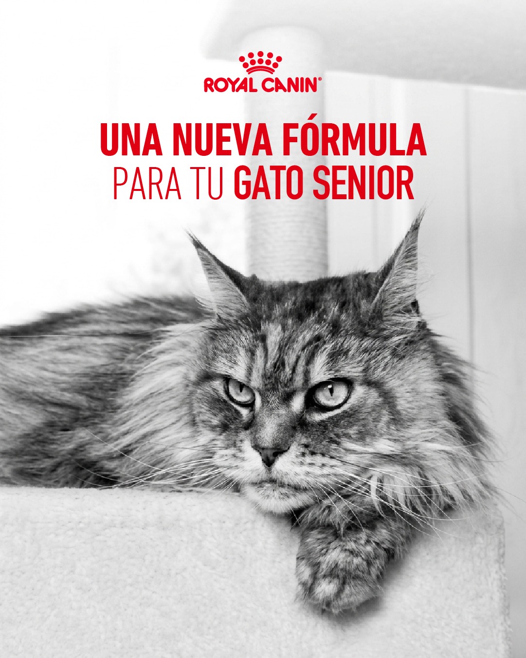 Royal canin gatos senior 11+ 2kg - Imagen 3